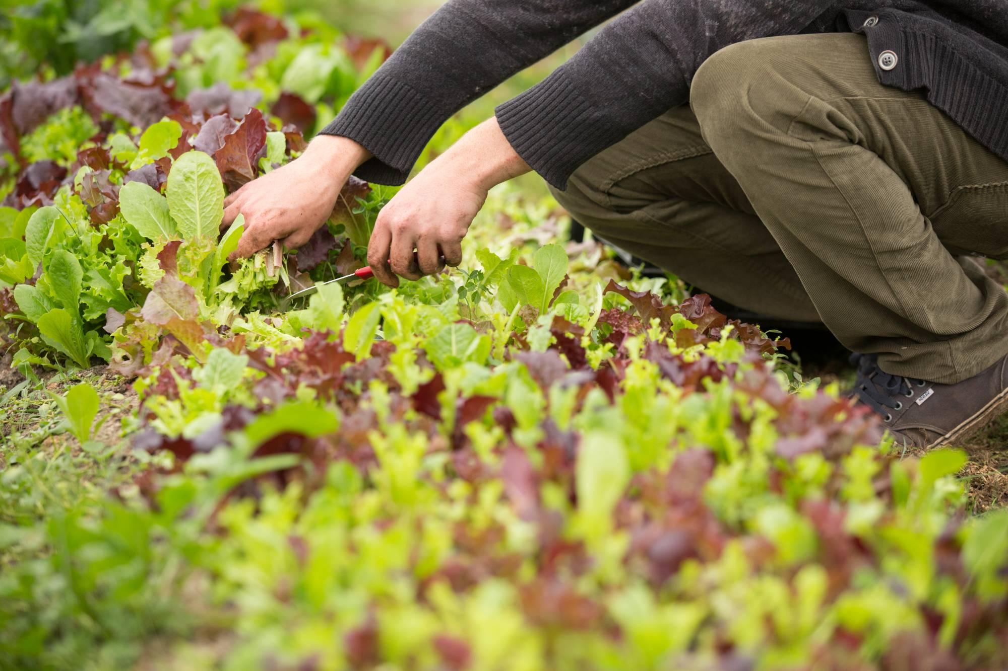 leafy greens